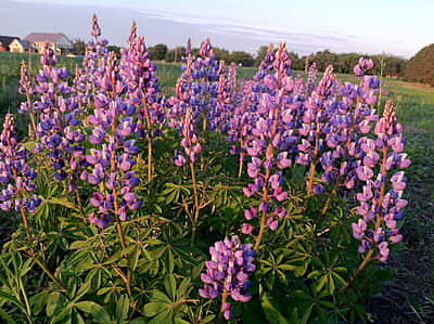 Lupinus perennis (Wild lupine) 6-pack-6-pack Live Plants