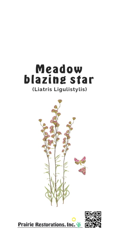 Liatris ligulistylis (Meadow Blazing Star) Seed Packet