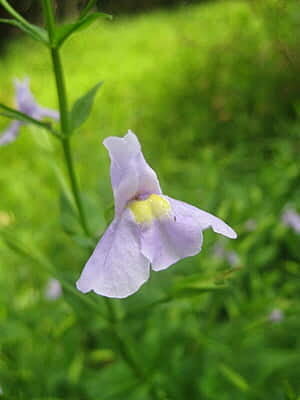 Mimulus ringens (Monkey Flower) Seed Packet