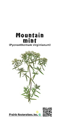 Pycnanthemum virginianum (Mountain Mint) Seed Packet
