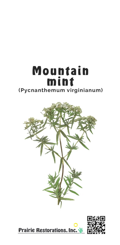 Pycnanthemum virginianum (Mountain Mint) Seed Packet