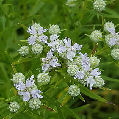 Pycnanthemum virginianum (Mountain mint) 6-pack
