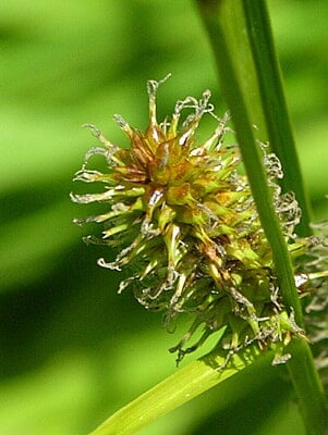 Carex utriculata (Northwest Territory Sedge) Seed