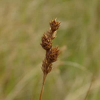 Carex brevior (Plains Oval Sedge) Seed