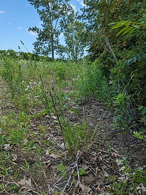 Carex brevior (Plains Oval Sedge) Seed
