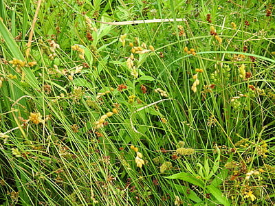Carex scoparia (Pointed Broom Sedge) Seed