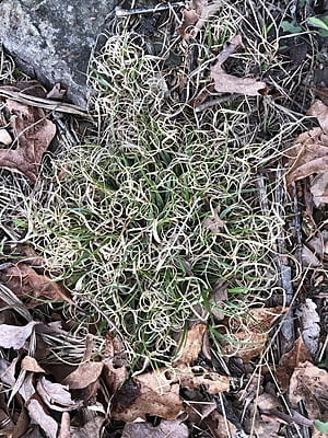 Danthonia spicata (Poverty Oat Grass) Seed 1 oz.