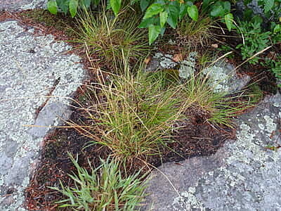Danthonia spicata (Poverty Oat Grass) Seed 1 oz.