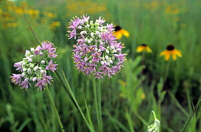 2024 Native Bee Lawn Seed Mix