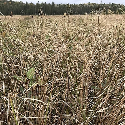 Glyceria canadensis (Rattlesnake Manna Grass)