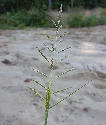 Sporobolus cryptandrus (Sand Dropseed) Seed