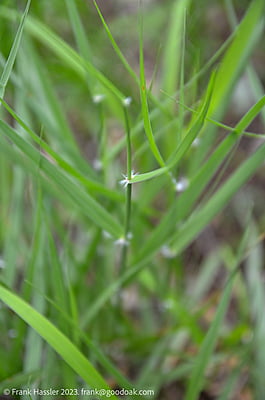 Sporobolus cryptandrus (Sand Dropseed) Seed