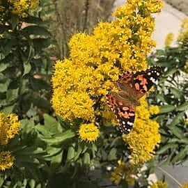 Solidago speciosa (Showy Goldenrod) Seed Packet