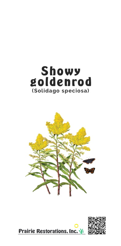Solidago speciosa (Showy Goldenrod) Seed Packet