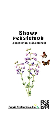 Penstemon grandiflorus (Showy Penstemon) Seed Packet