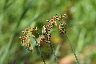 Schoenoplectus tabernaemontani (Soft-stem bulrush) Seed