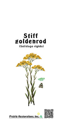Solidago rigida (Stiff Goldenrod)