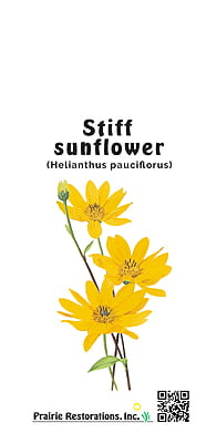 Helianthus pauciflorus (Stiff Sunflower) Seed Packet