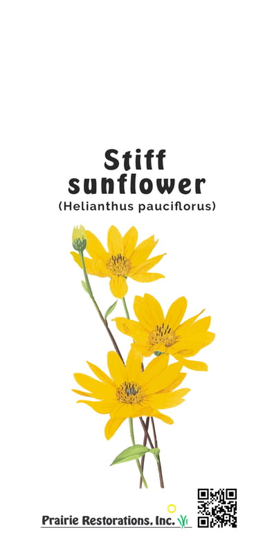 Helianthus pauciflorus (Stiff Sunflower) Seed Packet
