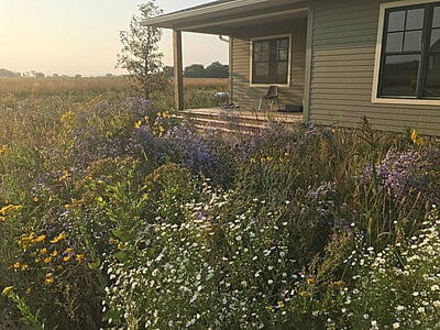 2024 Tall Prairie Wildflower Mix