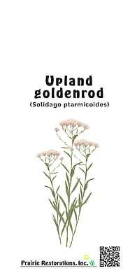 Solidago ptarmicoides (Upland Goldenrod) Seed Packet