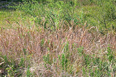 Elymus virginicus (Virginia Wild Rye) Seed