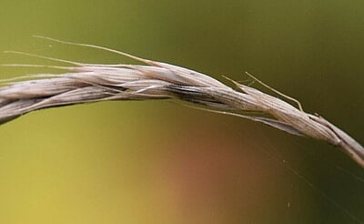 Elymus trachycaulus (Slender Wheatgrass) Seed