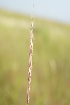 Elymus trachycaulus (Slender Wheatgrass) Seed