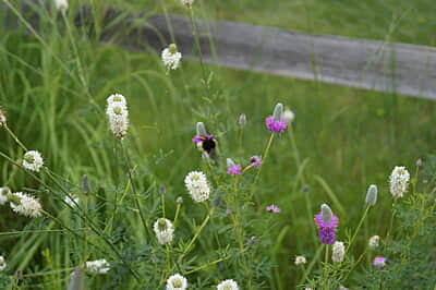 2024 Native Bee Lawn Seed Mix