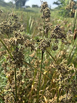 Scirpus cyperinus (Wool grass) Seed