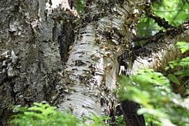 Betula alleghaniensis (Yellow birch)