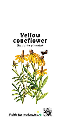 Ratibida pinnata (Yellow coneflower) Seed