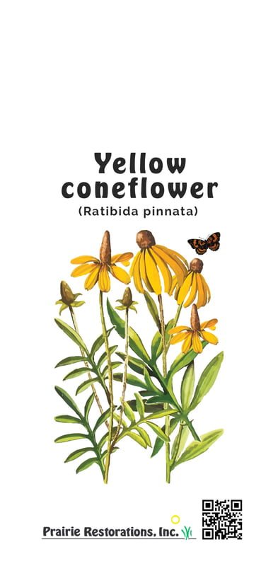 Ratibida pinnata (Yellow coneflower) Seed