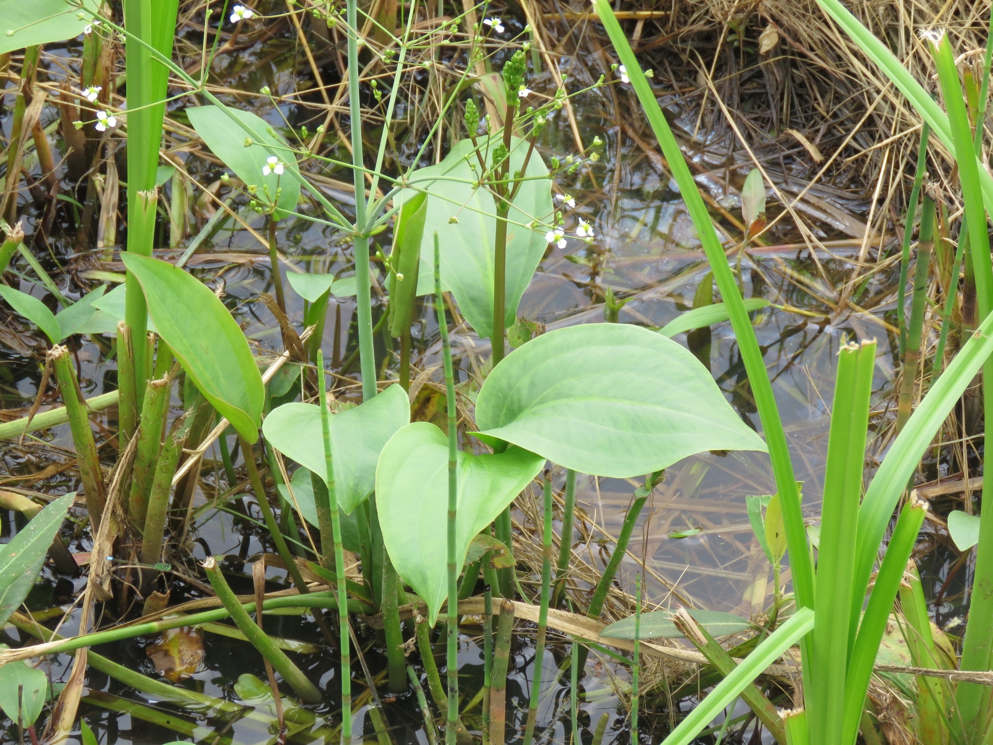 Alisma Triviale 3