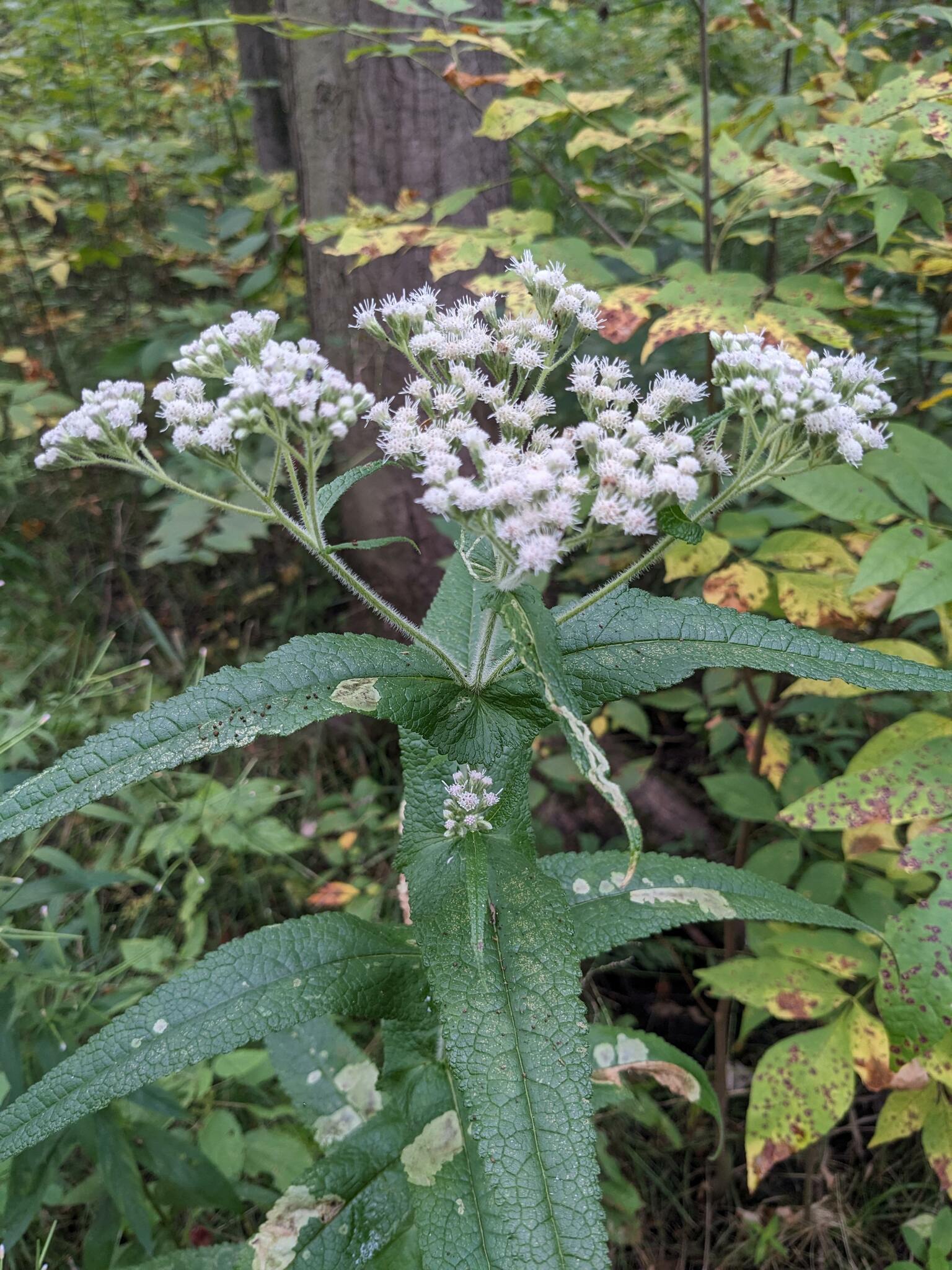 Eupatorium Perfoliatum 4