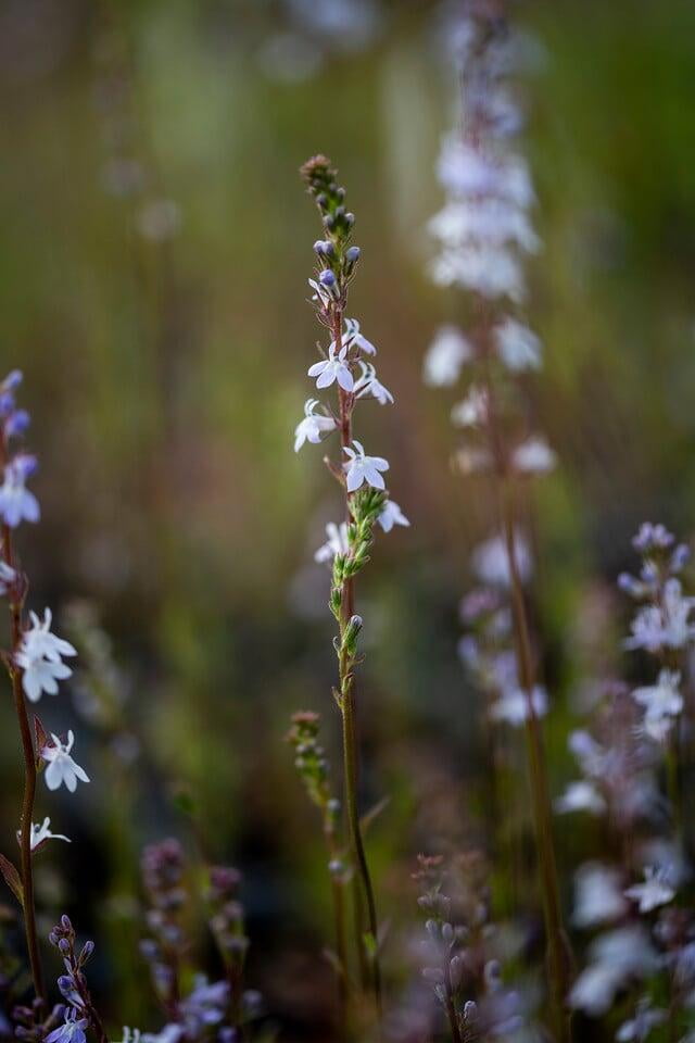Lobelia Spicata 1